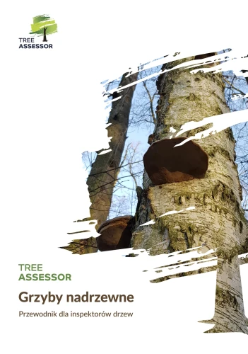 Grzyby nadrzewne.jpg